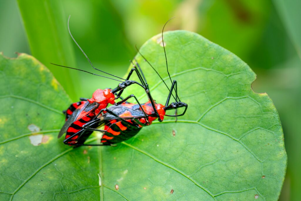 Red and black insects mating on a green leaf. Captured outdoors, highlighting vibrant colors.